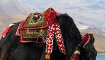 Lhasa to Everest Base Camp Tour - 8 Days